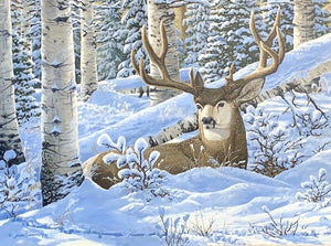 Aspen Buck